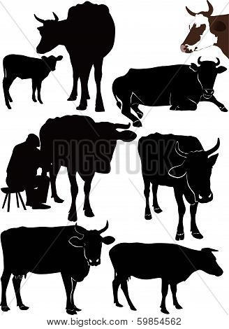 Cow a calf animals it is isolated