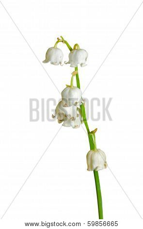 Flowers Of May Lily
