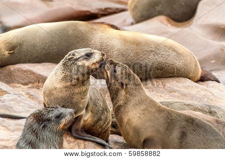Seal Colony