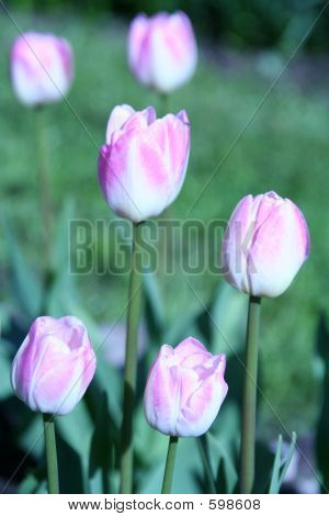 Tulipány 