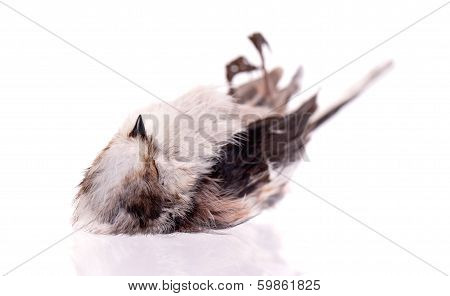 Deceased Long-tailed Tit