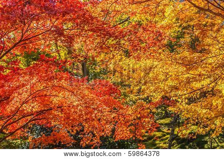 Red Maple Leaves In Autumn At Tenryu-ji Temple In Kyoto