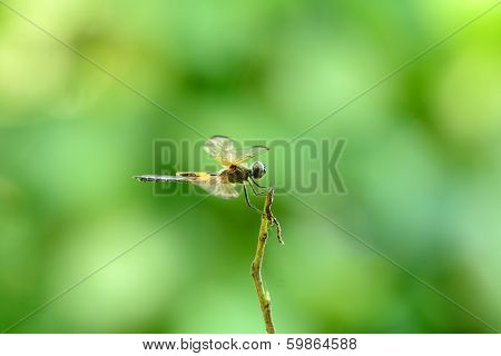 Yellow-striped Flutterer Dragonfly (rhyothemis Phyllis)