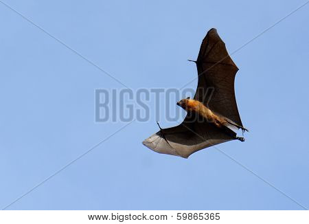 Lyie's Flyingfox