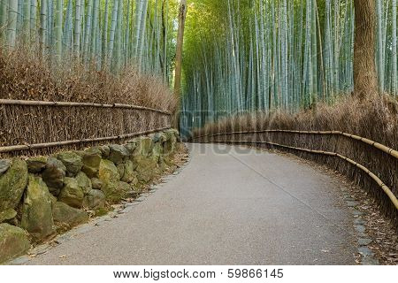 Chikurin-no-michi (bamboo Grove) At Arashiyama In Kyoto