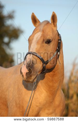 Nice Palomino Horse In Sunset