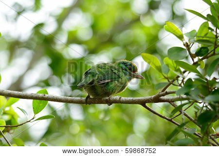 Moustached Barbet