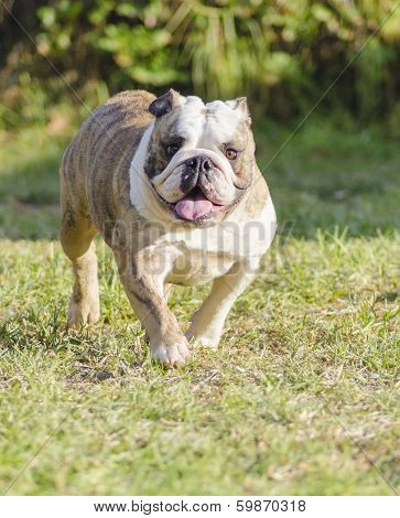 English Bulldog