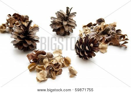 Pine plugs with potpourri