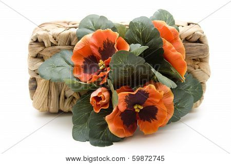 Pansies with phloem basket