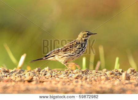 Rosy Pipit (anthus Roseatus)