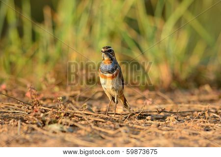 Male Bluethroat (luscinia Svecica)