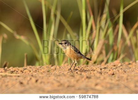 Female Eastern Stonechat (saxicola Stejnegeri)