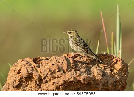 Rosy Pipit (anthus Roseatus)