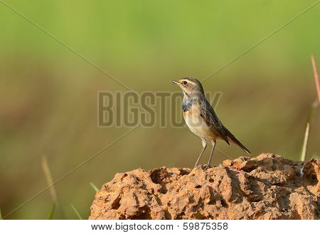 Male Bluethroat (luscinia Svecica)