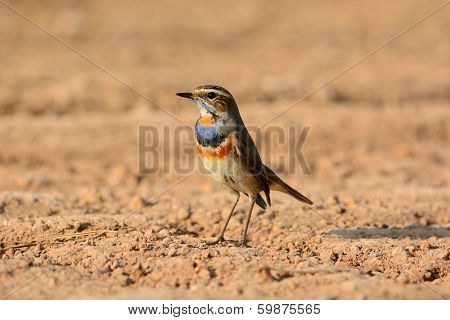 Male Bluethroat (luscinia Svecica)
