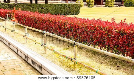 Red Tree Leaves.