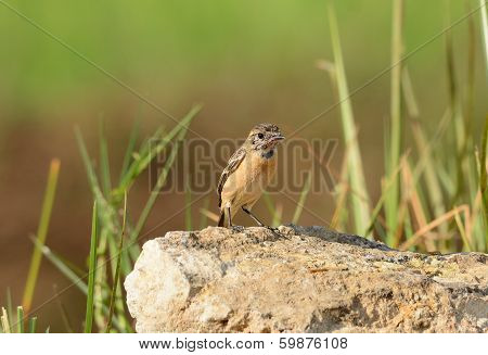 Female Eastern Stonechat (saxicola Stejnegeri)
