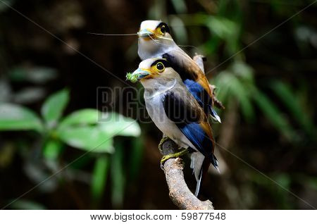 Male Silver-breasted Broadbill (serilophus Lunatus)