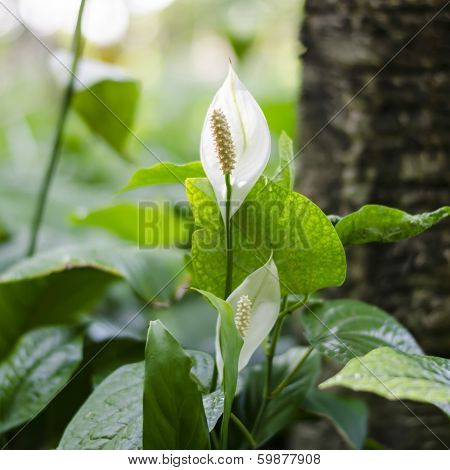 Small Spadix In The Forest