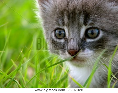 Yavru kedi