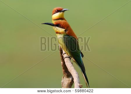Chestnut Headed Bee Eater