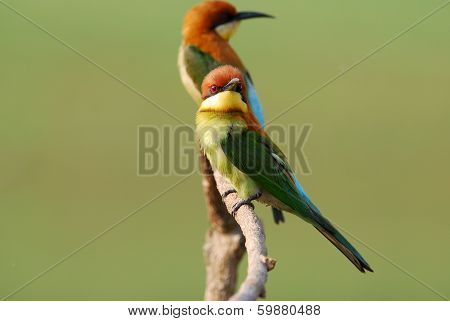 Chestnut Headed Bee Eater