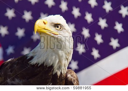 American Bald Eagle