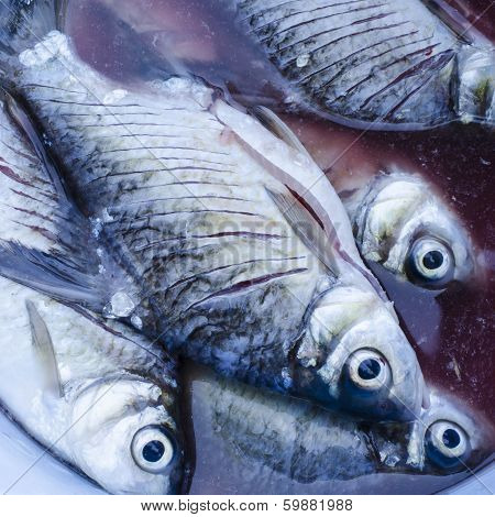 Die Fish In Thailand