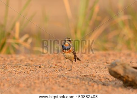 Male Bluethroat (luscinia Svecica)