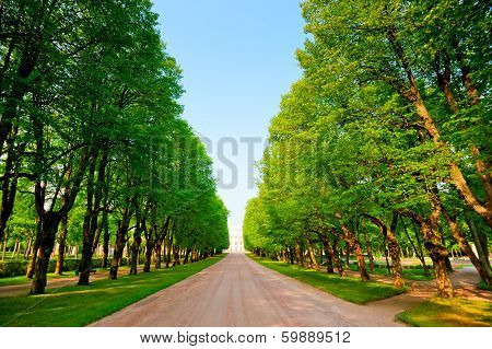 Green Alley In A Summer Park