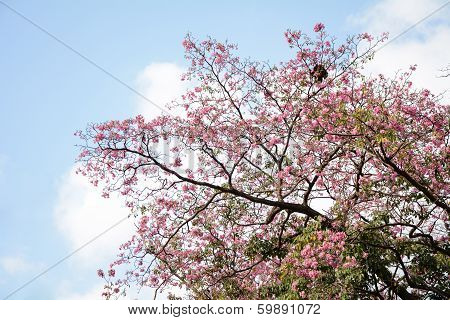 pink flower in thailand after blue sky