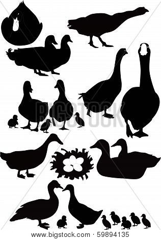 ducks birds