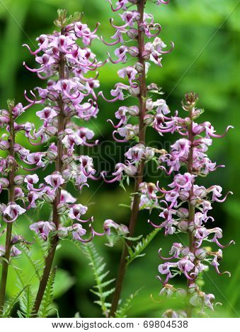 Subalpine Wildflower - Elephant's Head