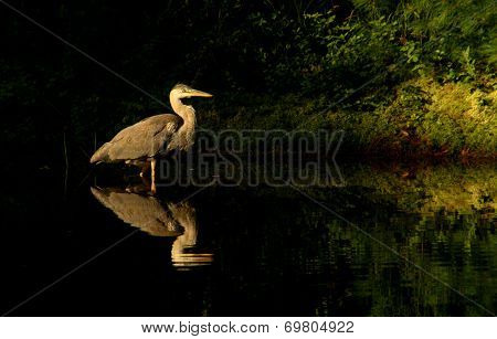 Great Blue Heron