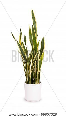 Large Sansevieriya In A White Pot