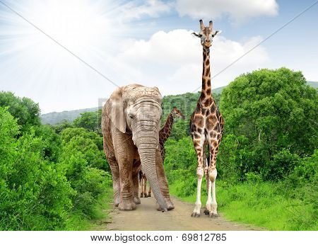 Giraffe and elephant