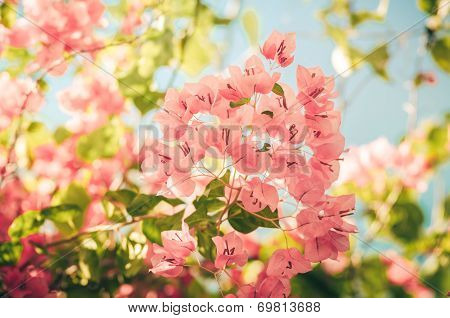 Paper Flowers Or Bougainvillea Vintage