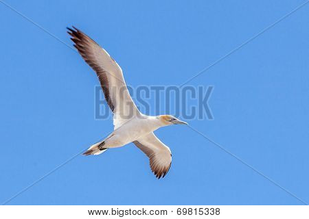 Gannet At Muriwai Beach, Auckland, New Zealand
