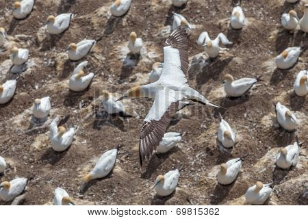 The Austalasian Gannet Flying Above Gannet Colony