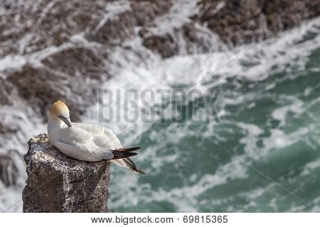 The Australasian Gannet In Muriwai Beach