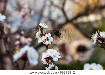 White Flowers Of The Cherry Tree And Bumblebee.