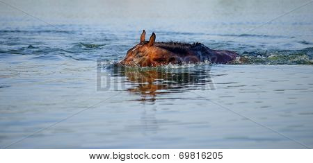 Brown horse floats in the pond, plunging into the water face in hot summer day