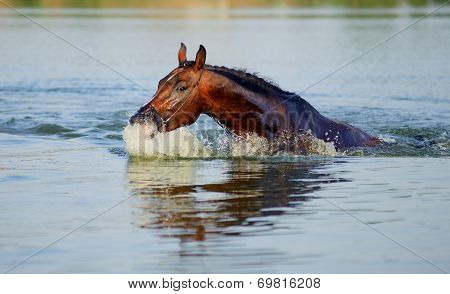 Brown horse floats in the pond, plunging into the water face in hot summer day