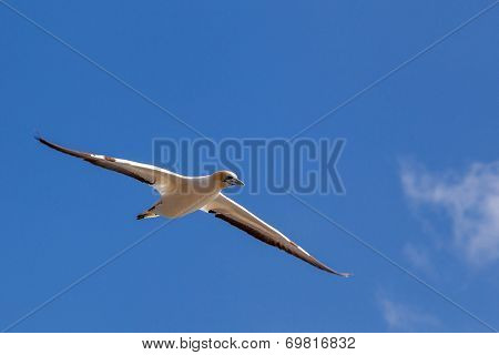 Gannet At Muriwai Beach, Auckland, New Zealand