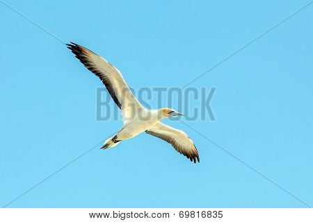 Gannet At Muriwai Beach, Auckland, New Zealand