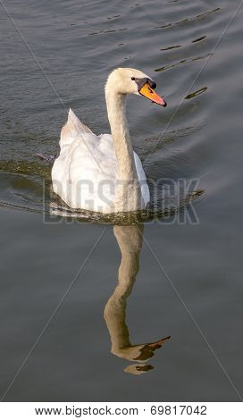 Reflection White Swan