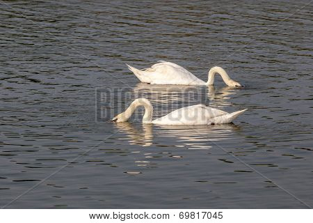 Two White Swans Diving In Water