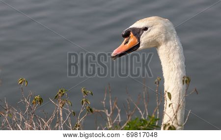 White Swan Head
