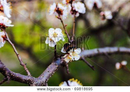 White Flowers Of The Cherry Tree And Bumblebee.